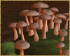 mushrooms v2