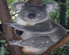Koala love seat