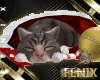 [F] Christmas Kitty Cat