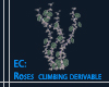 EC:Climbing Roses deriva