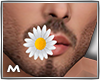 Daisy in Mouth M
