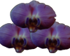 Purple Orcids