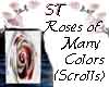 ST}Roses of Many Colors