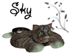 [Sky] Tabby Cat Rug