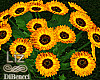 Farm Wedding Sunflower