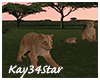 Jungle Park Lioness