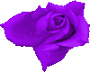 :) Purple Rose