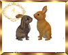 Rabbits/Bunny