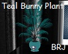 Teal Bunny Club Plant