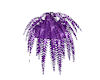 purple passion fern