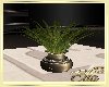 Feelings Plant