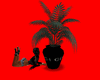 Black vase  plant