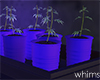 Buds Basement Seedlings