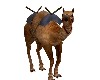Egypt   Camel