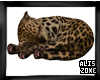 Sleeping Cat leopard