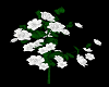 Romantic White Rosebush
