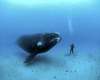Diver with Right whale..