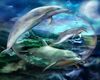 Dolphin Dreams 1
