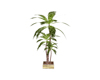 -ND- White Gold Plant 1 