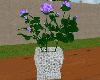 Roses Lavender/Potted