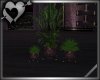 *Cherish Plant