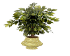 Potted Plant Gold Pot