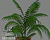 Areca Palm & Vase