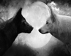 Black And White Wolves