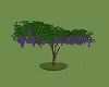 purple wisteria tree