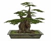 Bonsai Tree