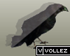 ▒VZ Crow Animation !