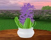Purple Hyacinth Plant