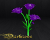 Roses Flowers Purple
