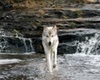 wolfs nature