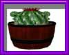 (sm)barrel cactus plant