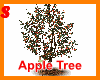 Apple Tree