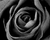 MD-Black Rose Rug