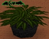 Dark Green Plant
