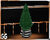 **Potted Plant Pine