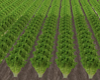 TF* Field of Lettuce