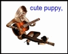 Play guitar to puppy