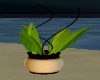 (TRL) Island Plant I