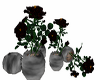 Tipped black red roses
