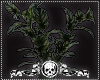 Dracanea