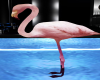  Pink Beachy Flamingo