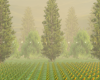 Cozy forest