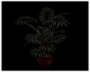 Erotica Home Palm Plant