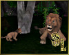 *Lion & Baby Jungle