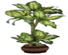:) Plant 5 Dieffenbachia