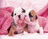 sweet puppys